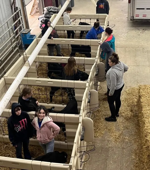 64 calves stolen mercer county