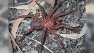 australia giant squid edna research — US news