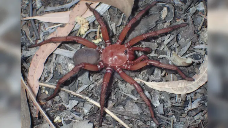 Australia giant squid edna research