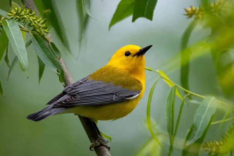 Birds Exhibit Distinct Reactions to Men and Women