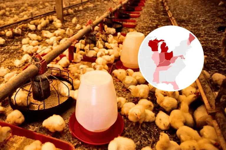 Drug Resistant Salmonella Outbreak