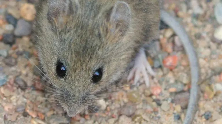 Hantavirus Outbreak on Cruise Ship Leads to Three Deaths